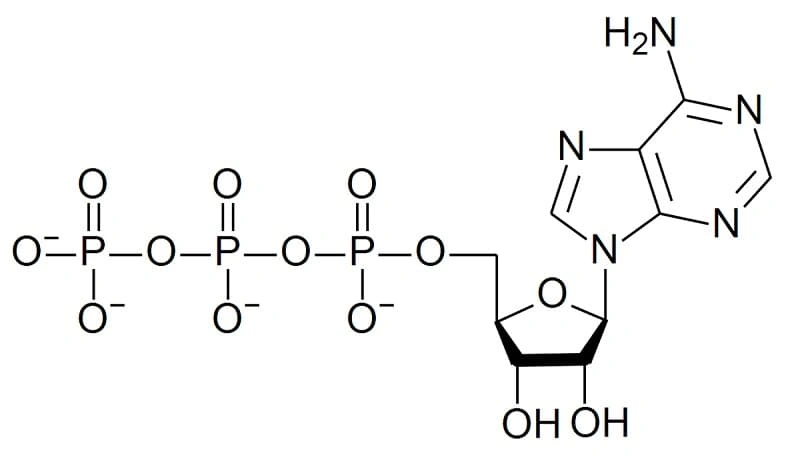 adenosine triphosphate la gi 01