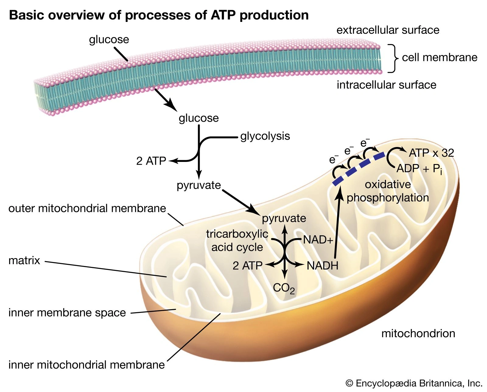 adenosine triphosphate là gì