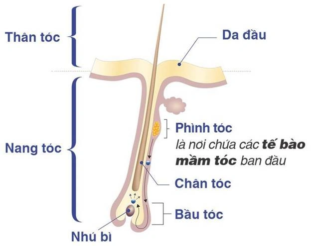 cấu trúc sợi tóc