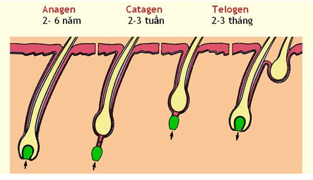 cấu trúc sợi tóc
