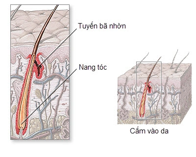 cấu trúc sợi tóc