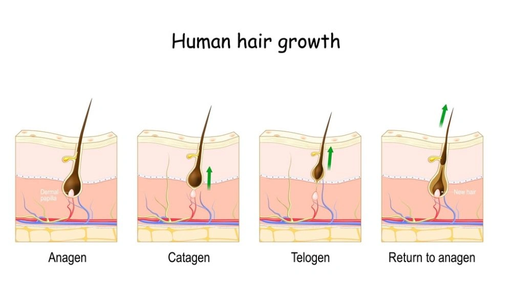 1 tuần tóc mọc bao nhiêu cm