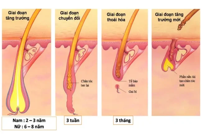 Cách mọc tóc nhanh trong 3 ngày: Thói quen 72 giờ giúp tóc khỏe, ít gãy rụng