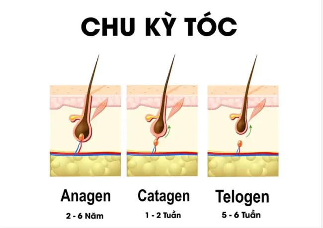 cach giup toc moc day hon 03 e1788861227351