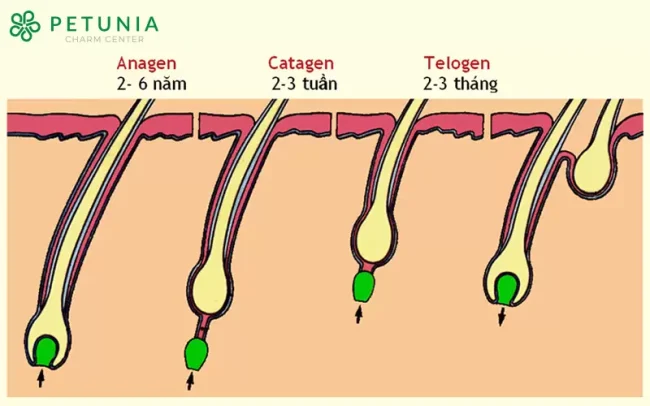 chu kỳ mọc tóc anagen catagen telogen exogen